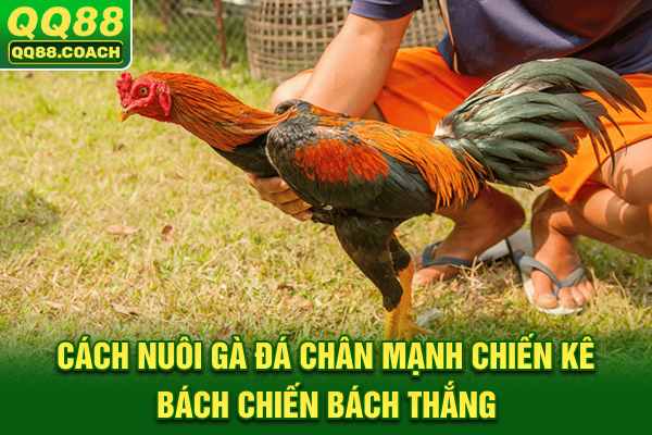 Cách Nuôi Gà Đá Chân Mạnh: Chiến Kê Bách Chiến Bách Thắng