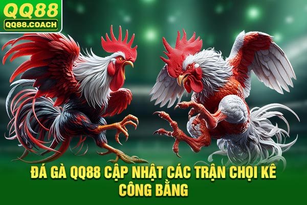 Đá gà QQ88 cập nhật các trận chọi kê công bằng