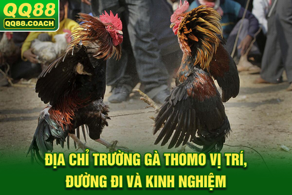 Địa Chỉ Trường Gà Thomo: Vị Trí, Đường Đi Và Kinh Nghiệm