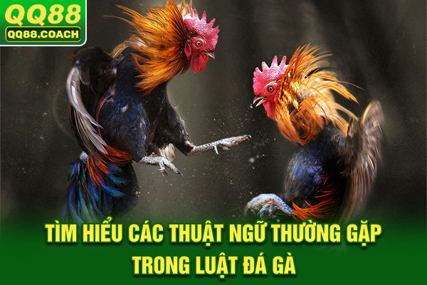 Tìm hiểu các thuật ngữ thường gặp trong luật đá gà